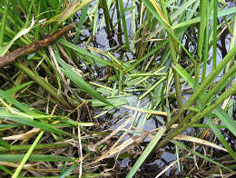 Nibbled by Voles