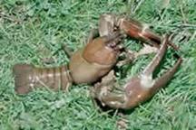 American Signal Crayfish