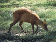 Muntjac