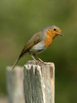 Tame Robin