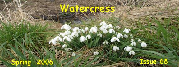 Snowdrops