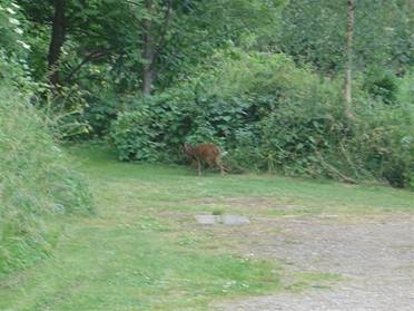 Muntjac
